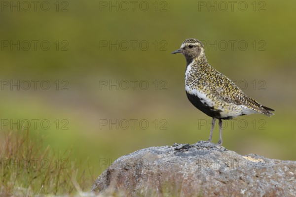 European Golden Plover (Pluvialis apricaria) perched on a stone, Iceland