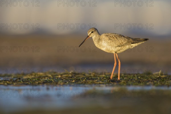 Spotted Redshank (Tringa erythropus) foraging, Poland