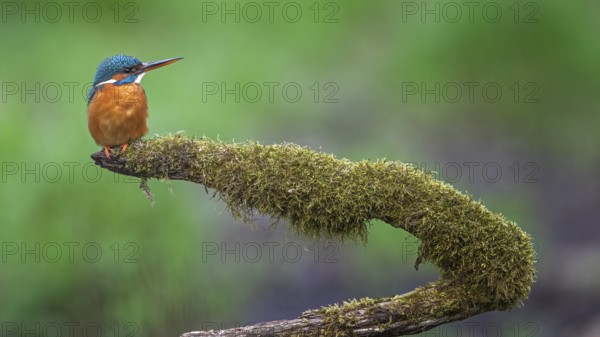Common Kingfisher (Alcedo atthis) female perched on a mossy branch, Saxony-Anhalt, Germany
