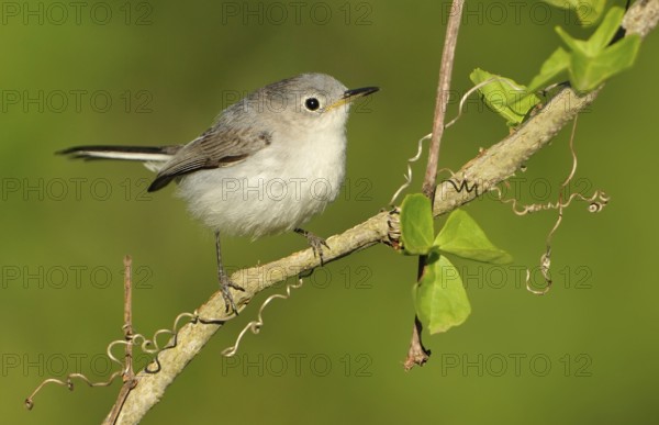 Blue-grey Gnatcatcher (Polioptila caerulea), Texas, USA