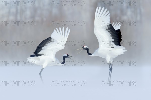 Red-crowned Crane (Grus japonensis) pair dancing in snow, Hokkaido, Japan