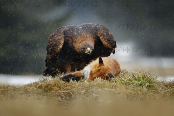 Golden Eagle feeding on kill Red Fox in the forest during rain and snowfall. Bird behaviour in the nature. Behaviour scene with brown bird of prey, eagle with catch, Poland