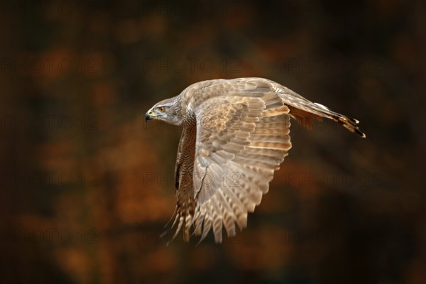 Goshawk flying, bird of prey with open wings with evening sun back light, nature forest habitat, Germany. Wildlife scene from autumn nature. Bird fly in orange vegetation
