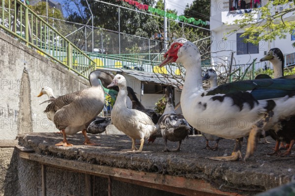 Peking ducks (Anas platyrhynchos domestica), Medellin, Colombia