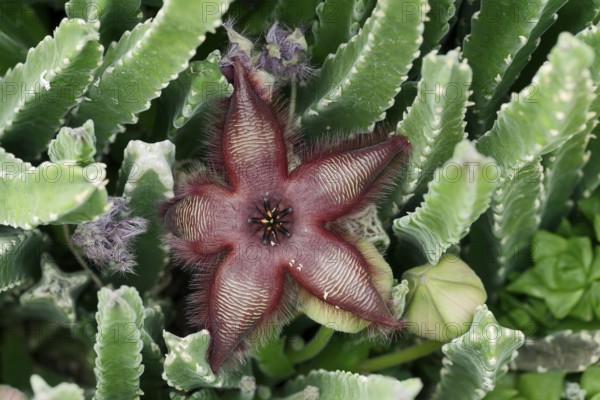 Carrion flower (Stapelia hirsuta), flower, occurrence in South Africa