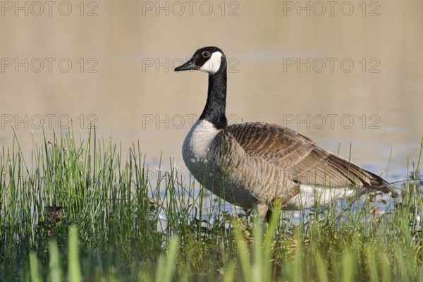 Canada goose (Branta canadensis) standing on the lakeshore, North Rhine-Westphalia, Germany