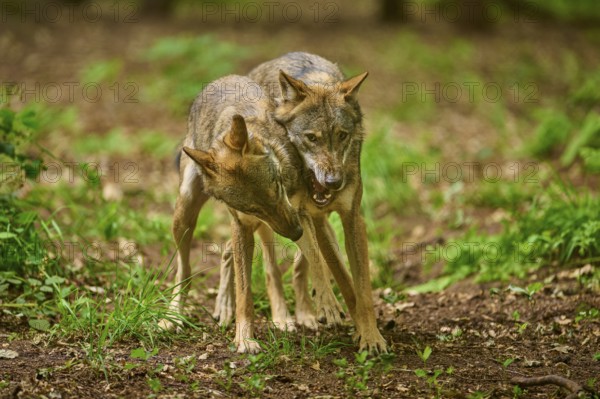 Two wolves standing close together in a natural forest area, Wolf (Canis Lupus), Germany