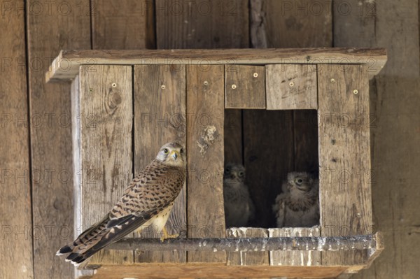 Kestrel (Falco tinnunculus) female and young birds at the incubator, village in Münsterland, North Rhine-Westphalia