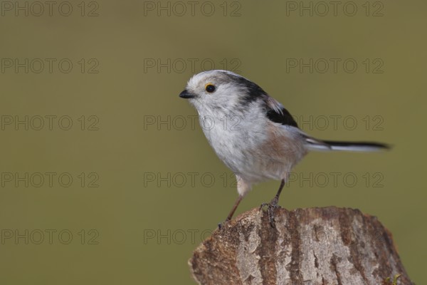 Long-tailed Tit (Aegithalos caudatus), on a tree stump, Wilnsdorf, North Rhine-Westphalia, Germany