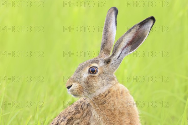 European hare (Lepus europaeus), head portrait, wildlife, animals, mammal, nature photography, Lake Neusiedl, Hansag, Burgenland, Hungary, Austria, Eastern Europe