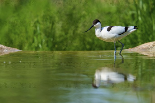 Avocet in the water, surrounded by a green, natural background, Avocet (Recurvirostra avosetta), spring, France