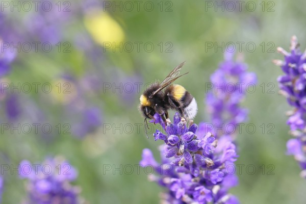 Ground bumblebee (Bombus terrestris), on a lavender flower (Lavandula angustifolia), macro photograph, bokeh in the background, Wilnsdorf, North Rhine-Westphalia, Germany