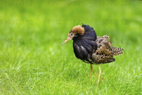Ruff (Calidris pugnax) male standing on a meadow, captive, Zoo Augsburg, Germany
