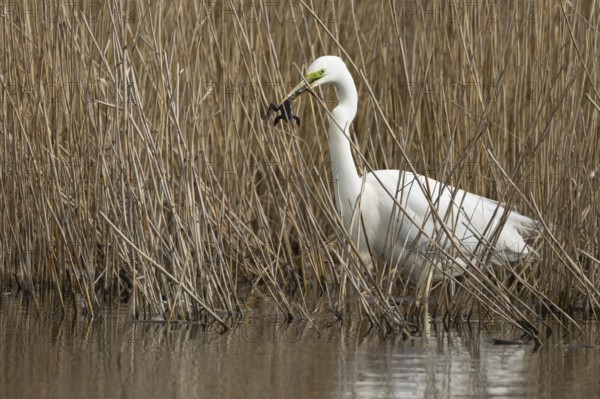 Great white egret (Ardea alba) adult bird in water on the edge of a reedbed with a frog for food in its beak in spring, England, United Kingdom