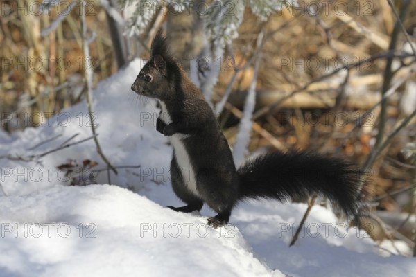 Squirrel (Sciurus) in the snow, Allgäu, Bavaria, Germany, Allgäu, Bavaria, Germany