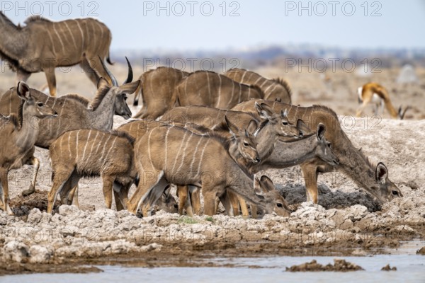 Greater kudu (Tragelaphus strepsiceros), herd, drinking at waterhole, Nxai Pan National Park, Botswana