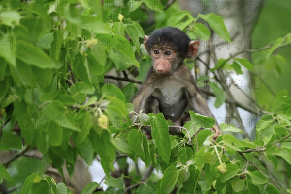 Bear baboon, chacma baboon (Papio ursinus), young, baby, sitting on tree, fragile, Kruger, Kruger National Park, South Africa