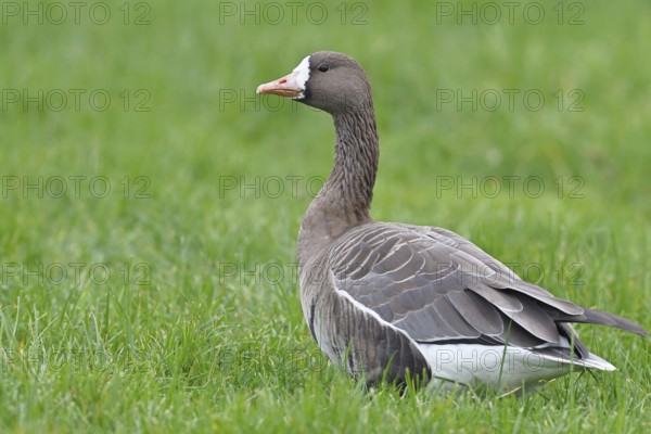 White-fronted goose (Anser albifrons), standing in a meadow in the wintering area, wildlife, Bislicher Insel nature reserve, Xanten, Lower Rhine, North Rhine-Westphalia, Germany