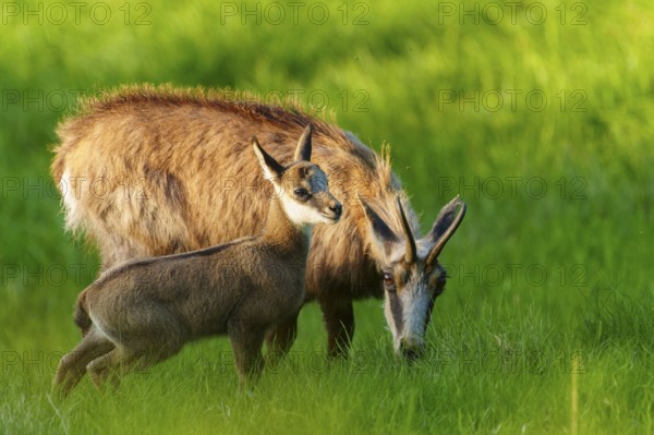 Chamois mother with her young in golden evening light on a green meadow, chamois, chamois, (Rupicapra rupicaprae), wildlife, Vosges, France