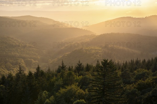 View of the forest from the Teltschikturm at sunset. Wilhelmsfeld, Odenwald, Rhine-Neckar district, Baden-Württemberg, Germany
