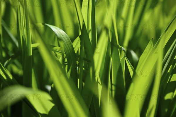 Green leaves