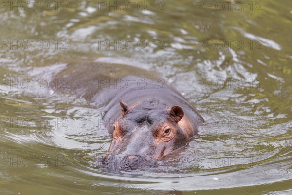 An adult hippopotamus (Hippopotamus amphibius) swimming in a river
