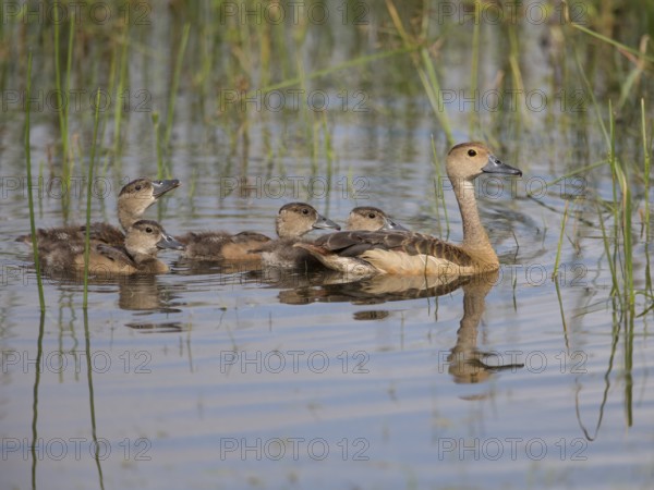 Lesser Whistling Duck (Dendrocygna javanica) with chicks, Sri Lanka