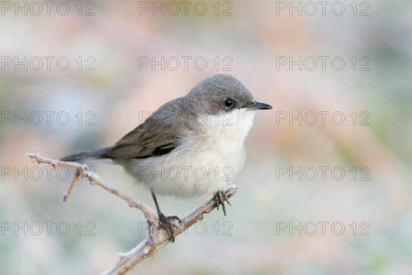 Lesser Whitethroat (Sylvia curruca), Baden-Wuerttemberg, Germany