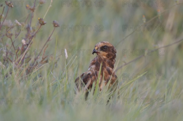 Western Marsh Harrier (Circus aeruginosus) female, France
