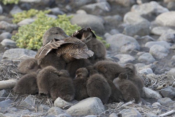 Common Eider (Somateria mollissima) juvenile, Iceland