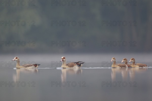 Egyptian Goose (Alopochen aegyptiaca) pair with young on water, North Rhine-Westphalia, Germany