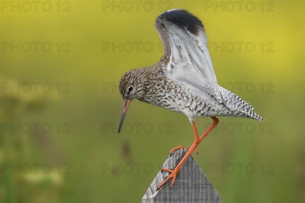 Common Redshank (Tringa totanus), Texel, Netherlands