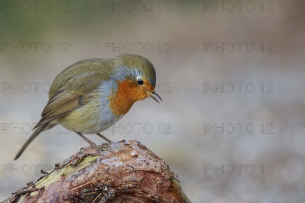 European Robin (Erithacus rubecula), North Rhine-Westphalia, Germany