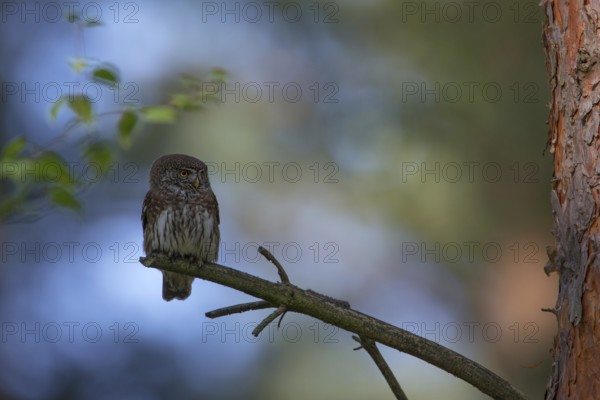 Eurasian Pygmy Owl (Glaucidium passerinum), Poland