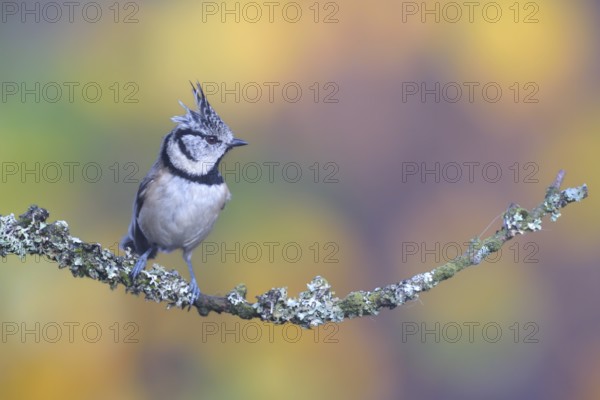 European Crested Tit (Lophophanes cristatus) perched on a branch, Netherlands