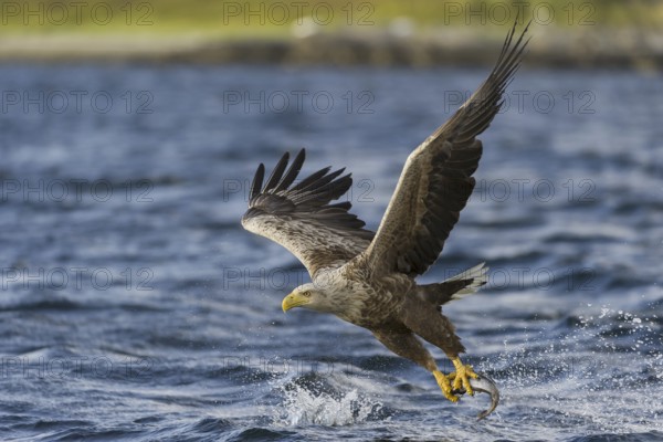 White-tailed Eagle (Haliaeetus albicilla) flying, Nord-Trondelag, Norway