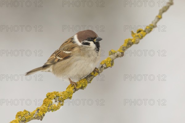 Eurasian Tree Sparrow (Passer montanus) perched on a lichen branch, Poland
