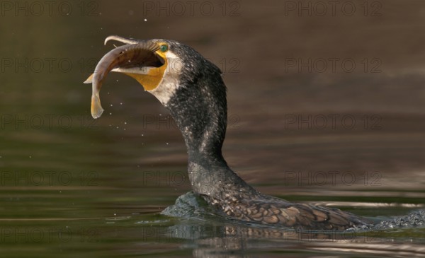 Great Cormorant (Phalacrocorax carbo) with Eurasian perch (Perca fluviatilis) prey in beak, Piedmont, Italy