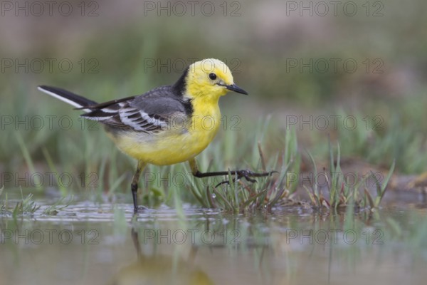 Citrine Wagtail - Zitronenstelze - Motacilla citreola ssp. citreola, Kazakhstan