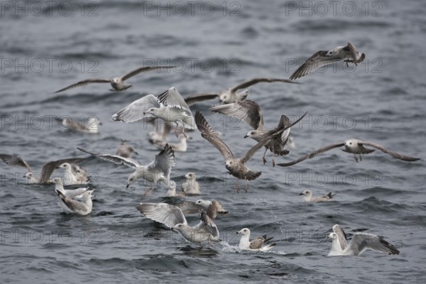 European Herring Gull & Mew Gull & Great Black-backed Gull (Larus argentatus & Larus canus & Larus marinus) feeding together, Baltic Sea, Germany