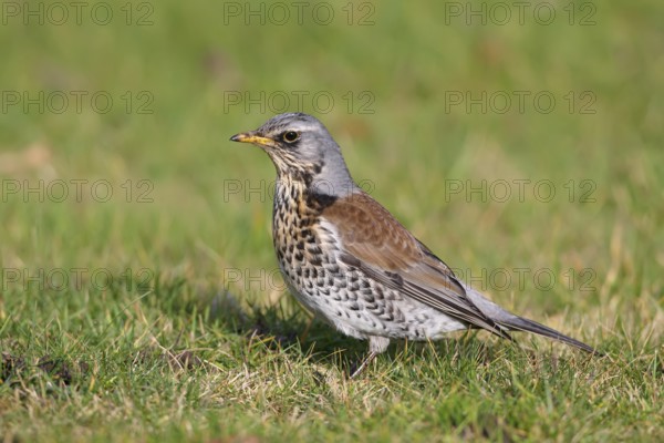 Fieldfare (Turdus pilaris), Wales, United Kingdom