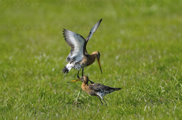 Uferschnepfe (Limosa limosa), Black-tailed Godwit, kaempfende Altvoegel, Mai, Nijkerk, Gelderland, Niederlande