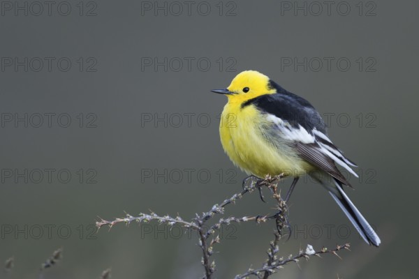 Citrine Wagtail - Zitronenstelze - Motacilla citreola ssp. calcarata, Kyrgyzstan, adult male