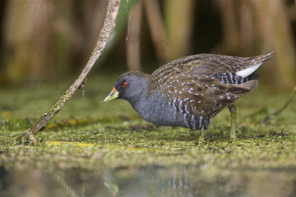 Australian Crake (Porzana fluminea) foraging, Victoria, Australia