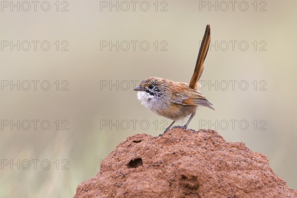 Striated Grasswren (Amytornis striatus rowleyi), Queensland, Australia
