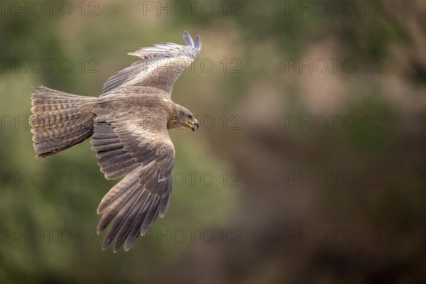 Black Kite (Milvus migrans) flying, Extremadura, Spain