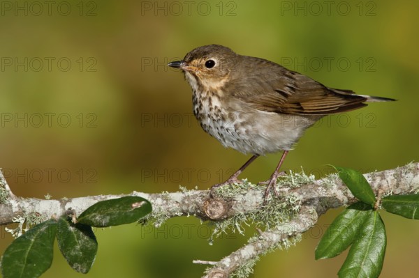 Swainson's Thrush (Catharus ustulatus), Texas, USA