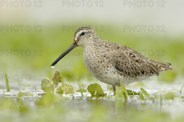 Short-billed Dowitcher (Limnodromus griseus), Texas, USA