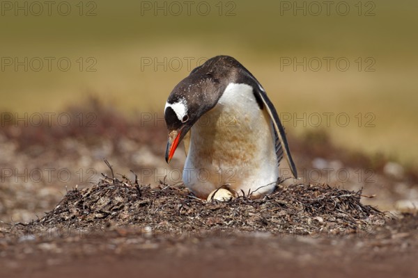 Nesting penguin on the meadow. Gentoo penguin in the nest wit two eggs, Falkland Islands. Animal behaviour, bird in the nest with egg. Wildlife scene in the nature. Penguin with eggs in Antarctica