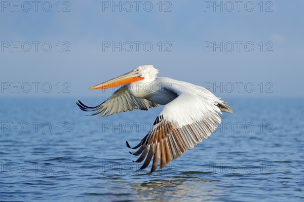 Dalmatian pelican, Pelecanus crispus, landing in Lake Kerkini, Greece. Pelican with open wings. Wildlife scene from European nature. Bird landing to the blue lake water. Bird fly
